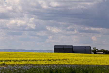 Flax and canola crop blue and yellow bloom Saskatchewanの写真素材