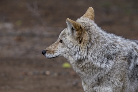 Wild Timber wolf in Yosemite Park USAの写真素材