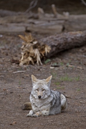 Wild Timber wolf in Yosemite Park USAの写真素材