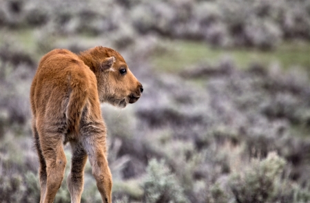 Yellowstone National Park Bison Buffalo and Baby Calfの写真素材