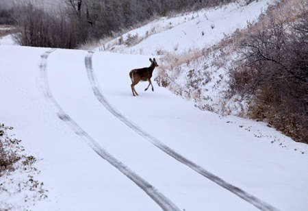 Cypress Hills in Winter Alberta Canada Saskatchewanの写真素材