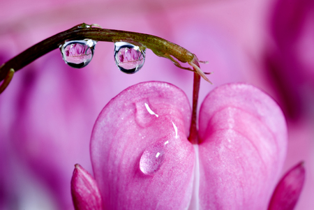 Macro Bleeding Heart flower close reflection water dropの写真素材