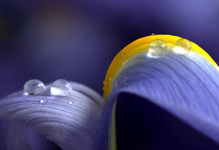 Close Up of Iris with water dropsの写真素材