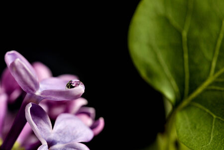 Close Up of Lilac and leaves