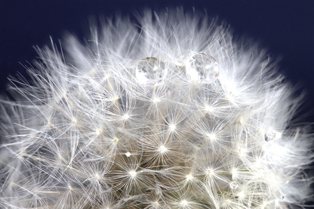 Macro Dandelion close up