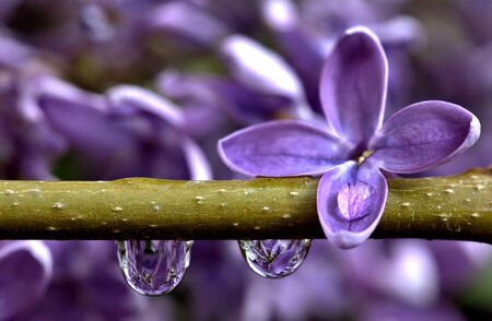 Close Up of Lilac macro water dropsの写真素材