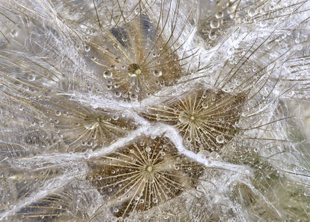 Close up dandelion macro photography in studio