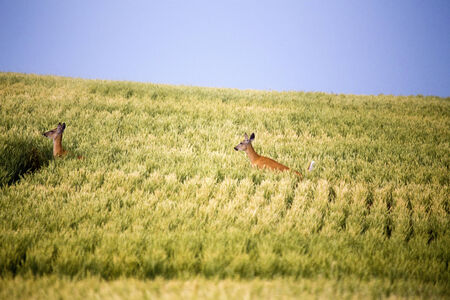 Deer in Farmers Field yellow crop Canadaの写真素材