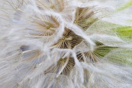 Close up dandelion macro photography in studioの写真素材