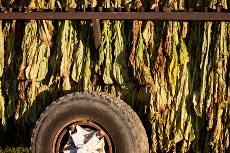 Tobacco Drying outside Ontario Canada on truckの写真素材