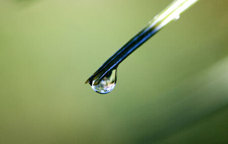 Pine Needles and dew with water dropletsの写真素材