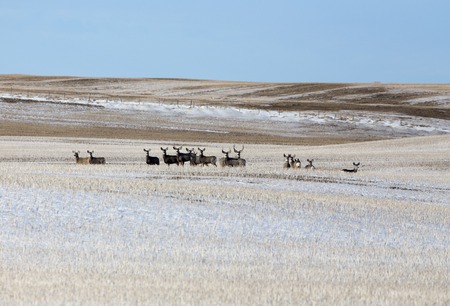 Deer in winter in Saskatchewan Canada scenicの写真素材