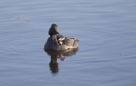 Eared Grebe with Babies Saskatchewan Marsh Canadaの写真素材