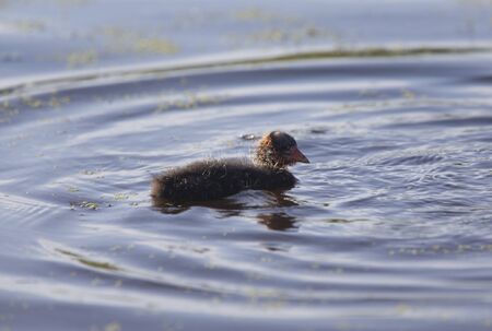 American Coot Waterhen and Babies in Marsh Canadaの写真素材