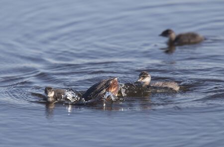 Eared Grebe with Babies Saskatchewan Marsh Canada