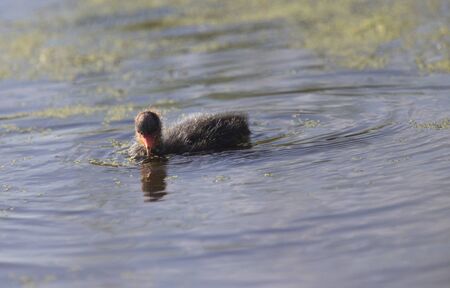 American Coot Waterhen and Babies in Marsh Canadaの写真素材