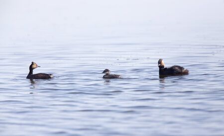 Eared Grebe with Babies Saskatchewan Marsh Canadaの写真素材