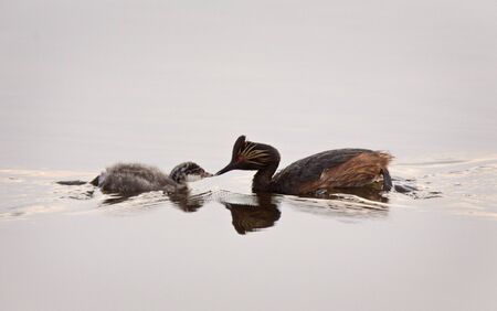 Eared Grebe with Babies Saskatchewan Marsh Canadaの写真素材