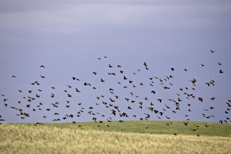 Flock of Black Birds in Flight in Saskatchewan Canada