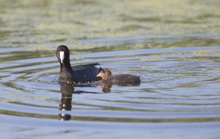 American Coot Waterhen and Babies in Marsh Canadaの写真素材