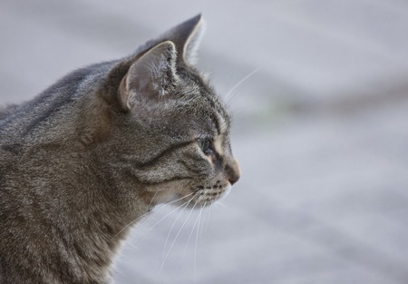 Close Up Tabby Cat blurry background Ontario Canada