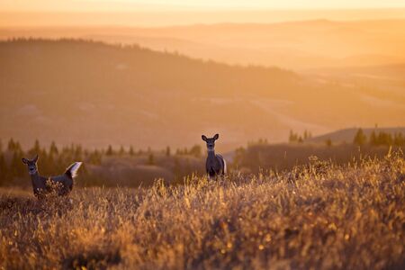 Cypress Hills Sunset Elkwater Alberta Horeshoe Canyon