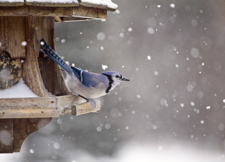 Blue Jay at Bird Feeder Winter Snow Storm Canadaの写真素材