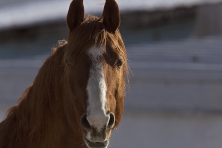 Horse in Winter in Alberta Canada Brownの写真素材