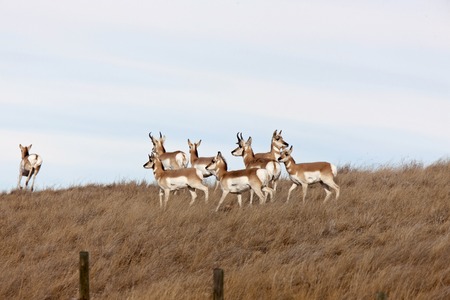 Pronghorn Antelope in field in Alberta Canadaの写真素材