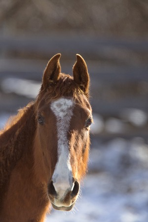 Horse in Winter in Alberta Canada Brownの写真素材