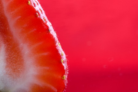 Strawberry Macro Red close up studio shot