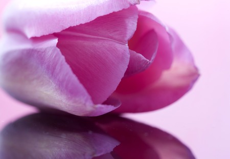 Pink Tulip Macro close-up studio natural light drops