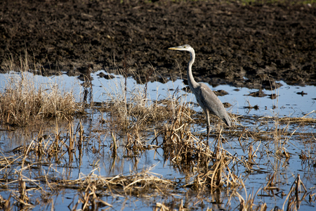 Blue Heron