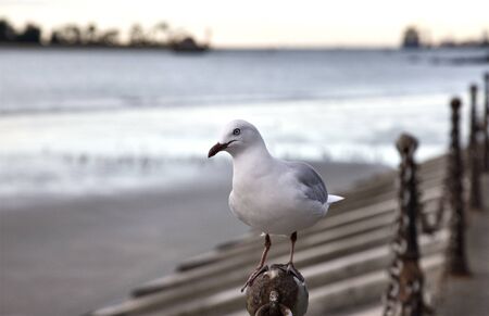 Nelson New Zealand South Island Ocean Sideの写真素材