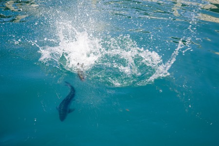 Lake Benmore Salmon Farm South Island New Zealandの写真素材