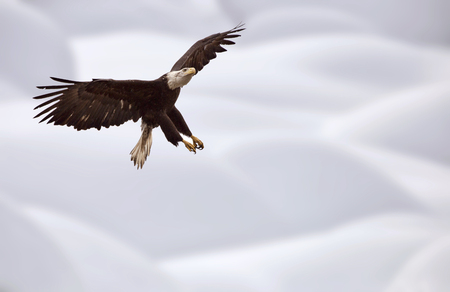 Bald Eagle British Columbia gathering place Ladner Richmond