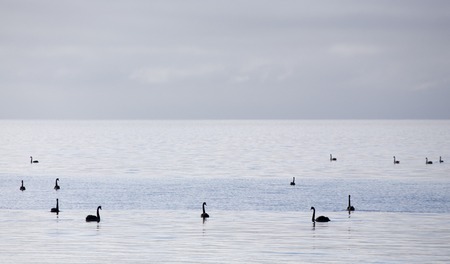 Cook Strait Collingwood New Zealand Ocean Islandの写真素材