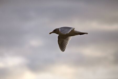 Seagull in Flight in Canada cloudy sunsetの写真素材