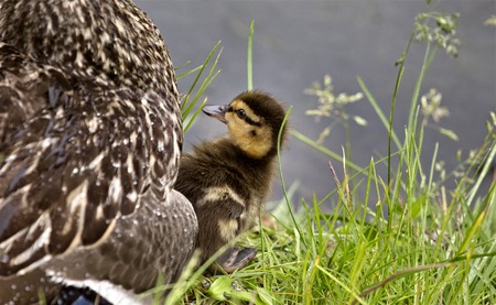 Mother Duck and Babies hidden in Saskatchewan Canadaの写真素材