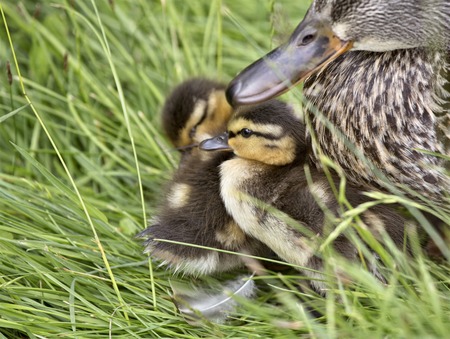 Mother Duck and Babies hidden in Saskatchewan Canadaの写真素材