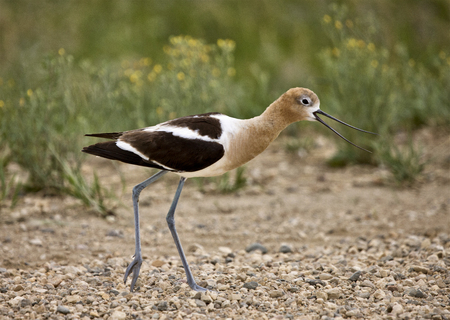 Avocet Warning on Road wing broken Saskatchewan Canadaの写真素材