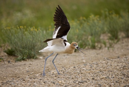 Avocet Warning on Road wing broken Saskatchewan Canadaの写真素材