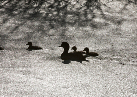 Sillouette ducks in a pond in Saskatchewan Canadaの写真素材