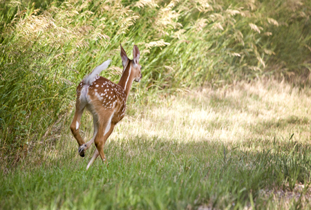 Deer Fawn Running in Saskatchewan Canadaの写真素材