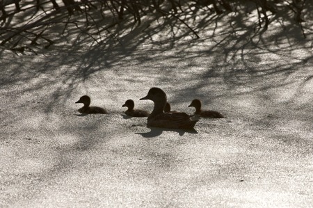 Sillouette ducks in a pond in Saskatchewan Canadaの写真素材