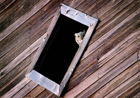 Prairie Barn Saskatchewan summer Owl in Windowの写真素材
