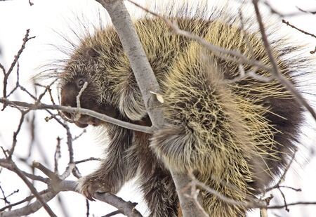 Porcupine in Tree close up winter Canadaの写真素材