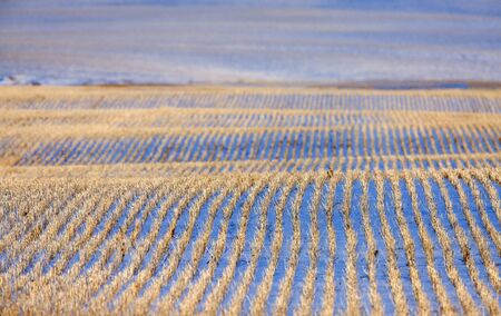 Prairie Landscape in Winter Saskatchewan Canada ruralの写真素材