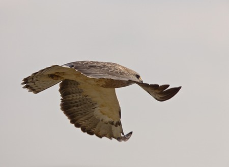 Swainson Hawk Prairie in Saskatchewan Canada  n Flight