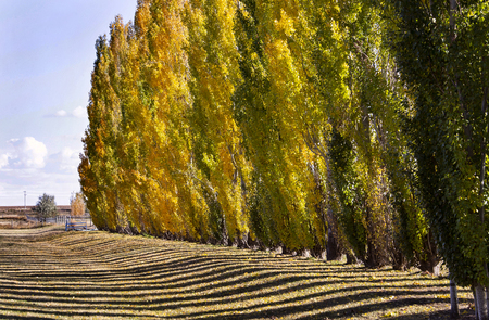 Autumn Lines Yellow poplar trees Canada scenic viewの写真素材